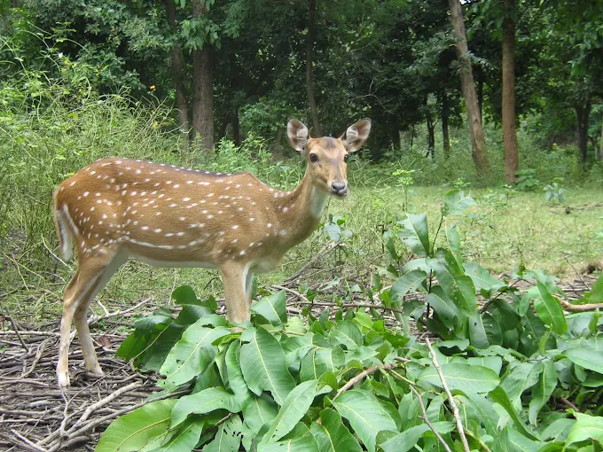 Hazaribagh Tour Packages