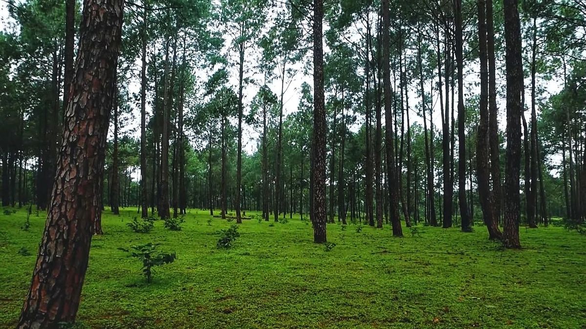 Pine Forest